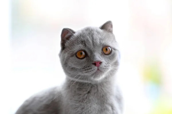 Симпатичный британский котенок — стоковое фото