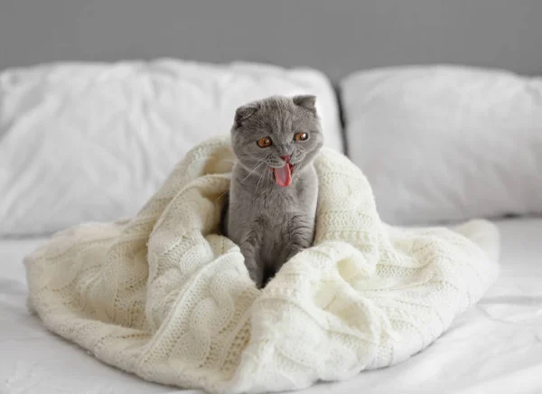 Carino gattino britannico — Foto Stock