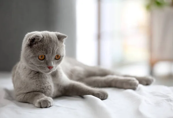 Brittiska kattunge på säng — Stockfoto