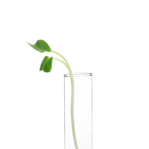 Plant in test tube — Stock Photo, Image