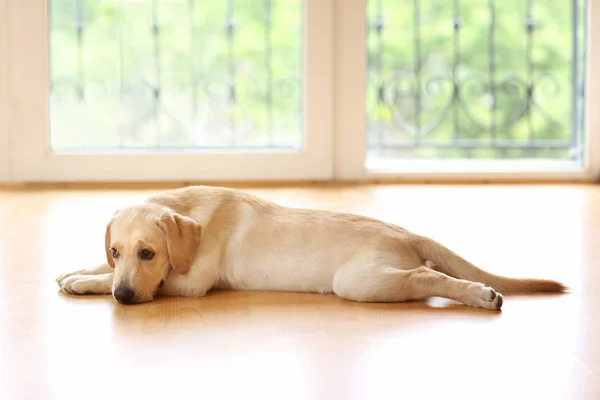 Cão Labrador Dourado — Fotografia de Stock