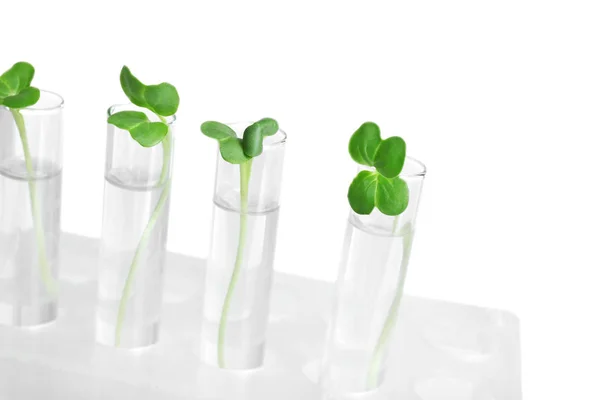 Plants in test tubes — Stock Photo, Image