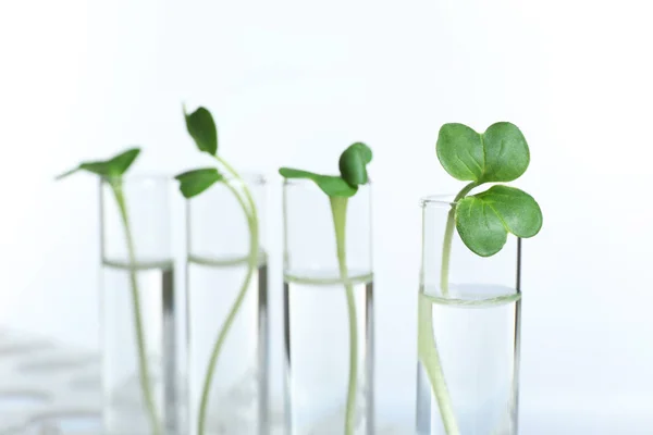 Plantas em tubos de ensaio — Fotografia de Stock