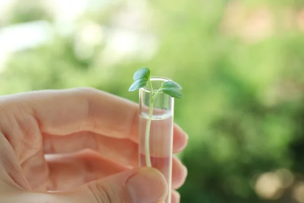 Hand holding test tube with plant — Stock Photo, Image