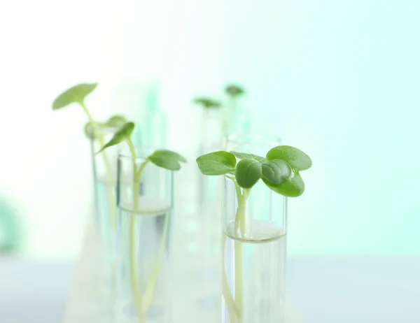 Plantas em tubos de ensaio — Fotografia de Stock