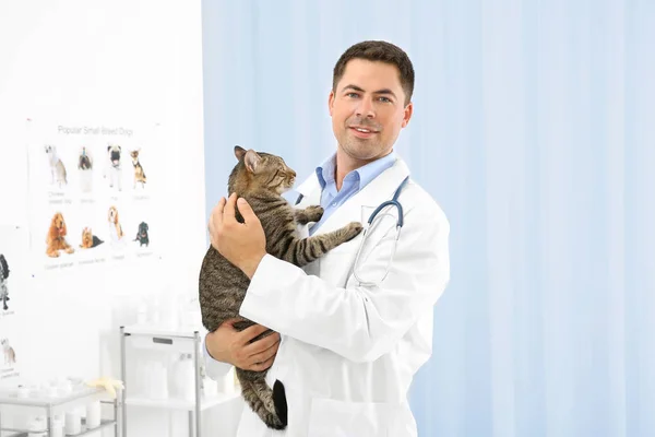 Schöne Junge Tierärztin Hält Katze Klinik — Stockfoto