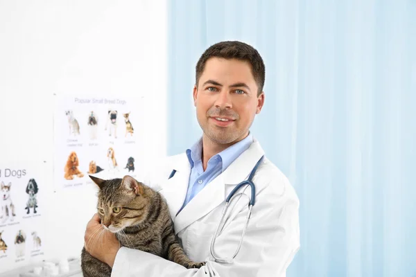 Schöne Junge Tierärztin Hält Katze Klinik — Stockfoto