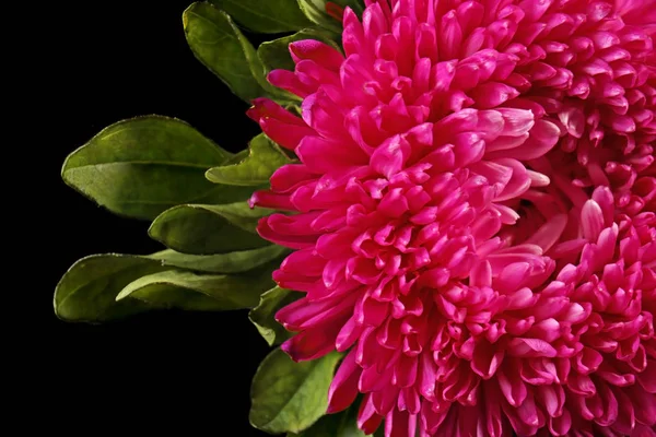아름다운 분홍색 꽃 — 스톡 사진