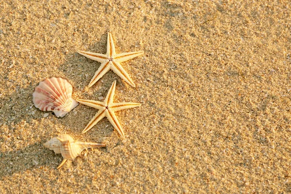 Tengeri kagyló és starfishes — Stock Fotó