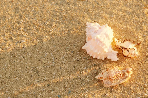 Schelpen op zand — Stockfoto