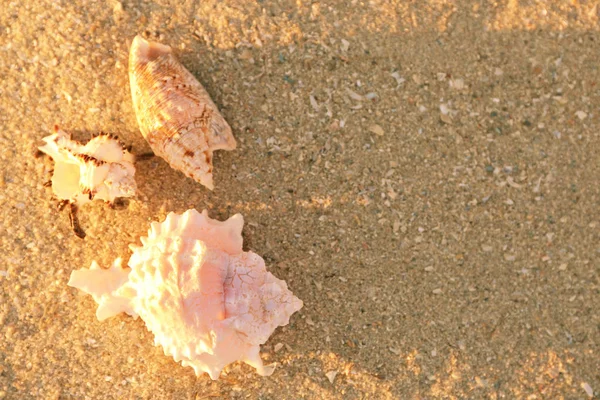 砂の上の貝殻 — ストック写真