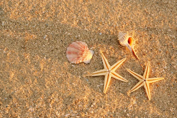 Starfishes e conchas na costa marítima — Fotografia de Stock