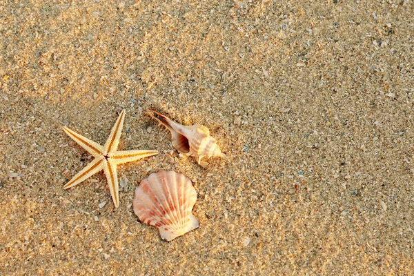 Zeester en schelpen aan zee — Stockfoto