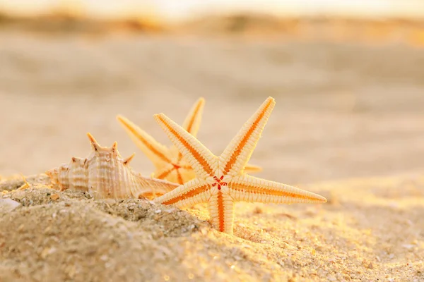 Starfish e concha na costa marítima — Fotografia de Stock