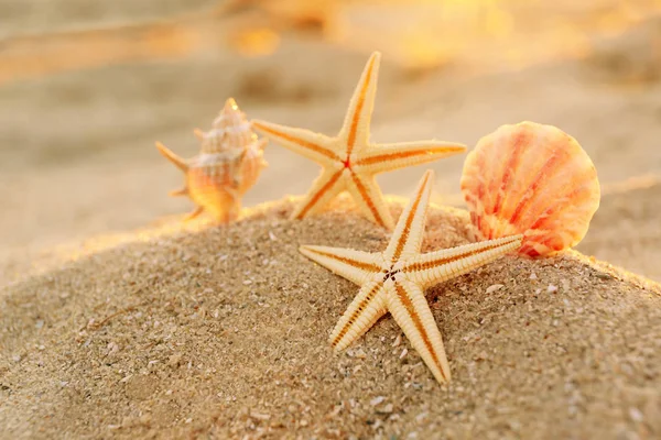 Starfishes e conchas na costa marítima — Fotografia de Stock