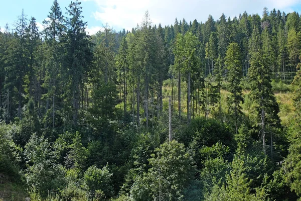 Grüner Wald Bergwald — Stockfoto