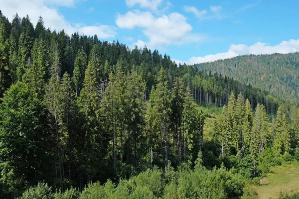 Grüner Wald Bergwald — Stockfoto