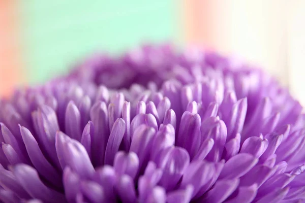 purple chrysanthemum bud