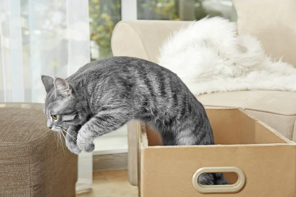 Cute cat closeup — Stock Photo, Image