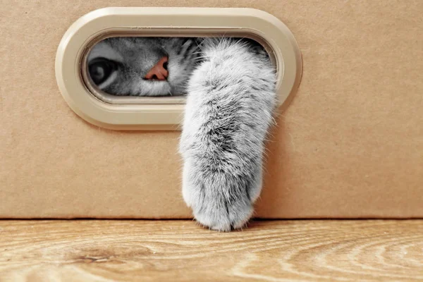 Милий кіт крупним планом — стокове фото