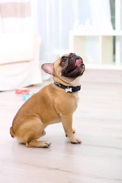 Cão bonito no chão — Fotografia de Stock