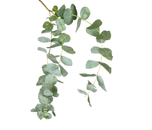 Branche verte d'eucalyptus — Photo