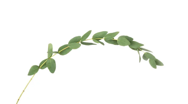 Green eucalyptus branch — Stock Photo, Image