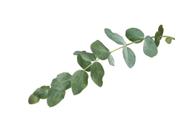 Grön eukalyptus gren — Stockfoto