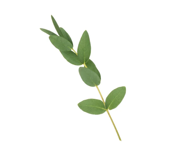 Grön eukalyptus gren — Stockfoto