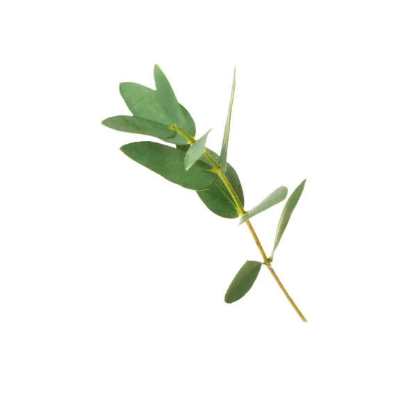 Grön eukalyptus gren — Stockfoto