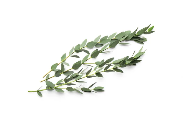 Green eucalyptus branches — Stock Photo, Image