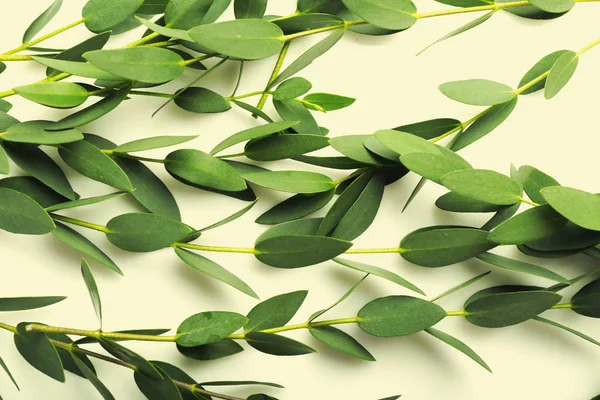 Green eucalyptus branches