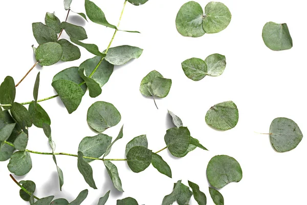 Eukaliptus zielony oddziałów — Zdjęcie stockowe