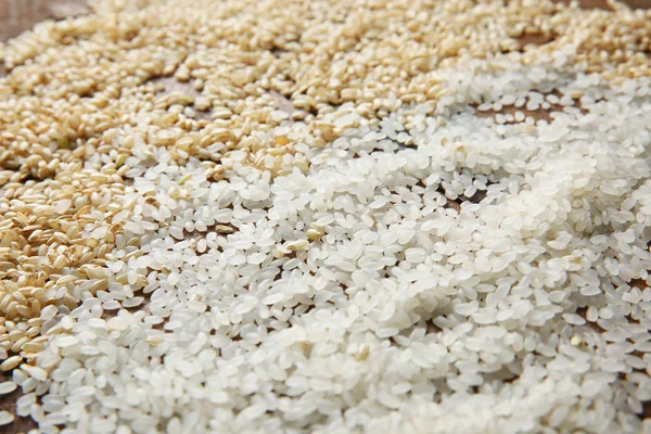 Różnego rodzaju ryżu — Zdjęcie stockowe