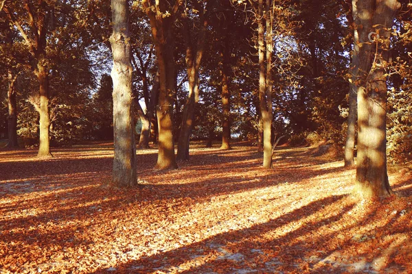 Floresta outonal verde — Fotografia de Stock