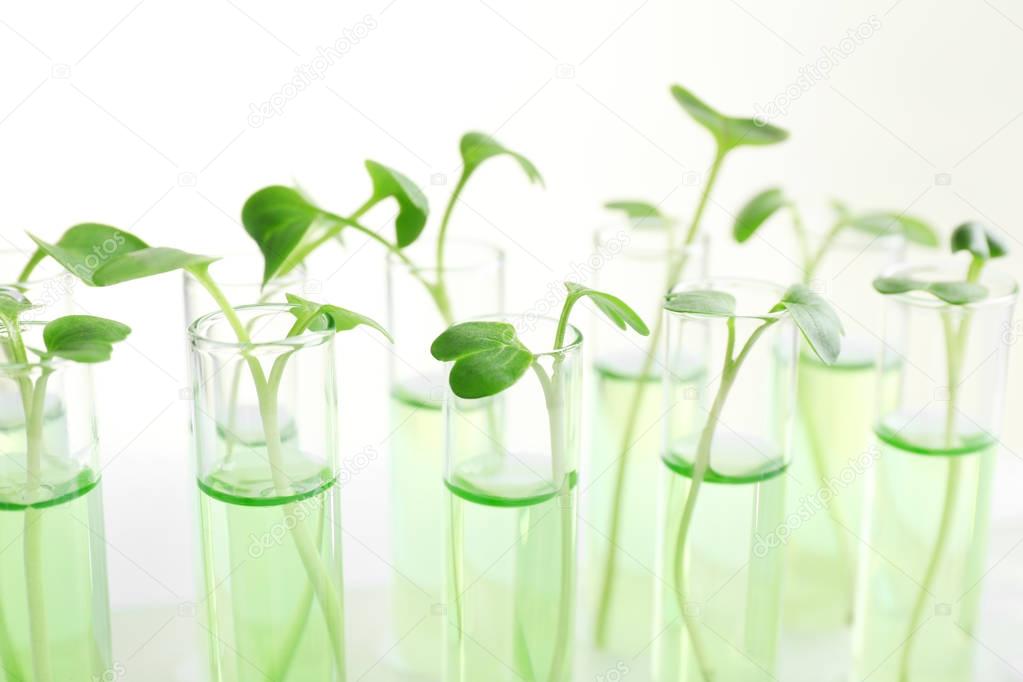 Plants in test tubes 