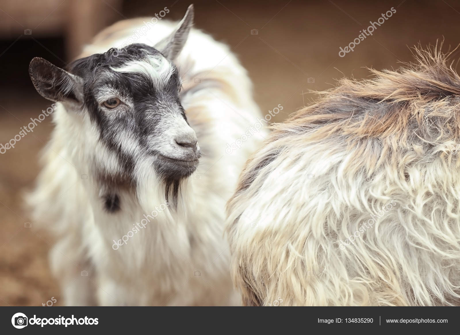 Bonito Bode Engracado Na Fazenda Stock Photo C Belchonock 134835290