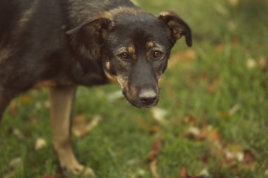 Sokak köpekleri yürüyüş