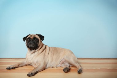 Çok güzel Pug köpek