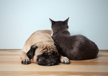 Çok güzel pug ve sevimli kedi