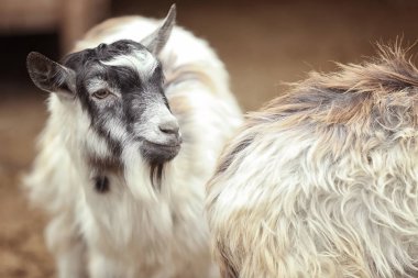 Şirin komik Keçi çiftliğinde