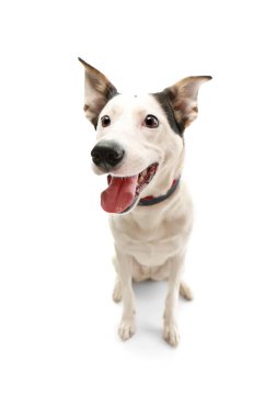 Komik Endülüs ratonero köpek