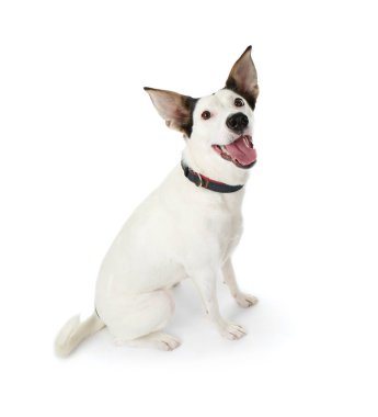 Komik Endülüs ratonero köpek