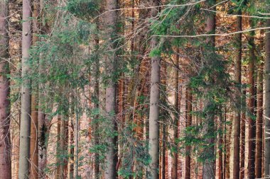 Sonbahar gününde güzel orman