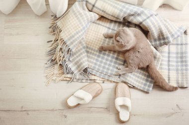 Şirin kedi yumuşak ekose yalan