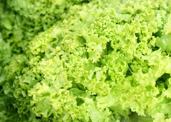 Paquete de lechuga fresca — Foto de Stock