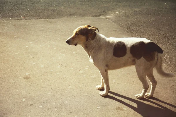 Obdachloser Hund auf der Straße — Stockfoto