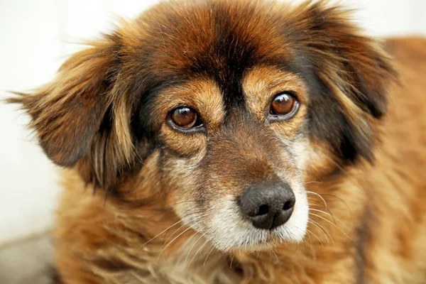 Cão bonito sem-teto — Fotografia de Stock