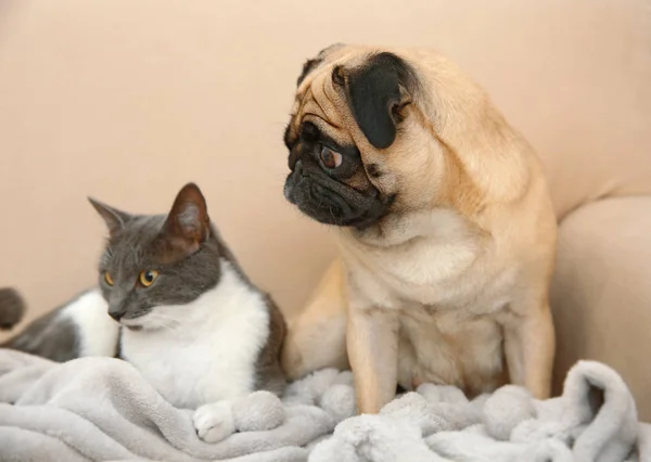 Adorável pug e bonito gato — Fotografia de Stock