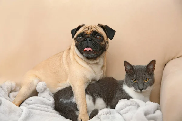 Rozkošný Mops a roztomilý kočka — Stock fotografie